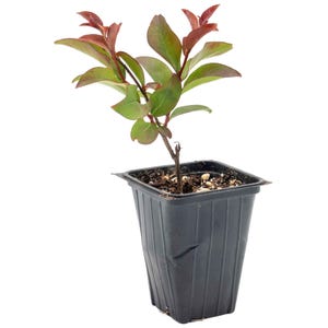 Red Rocket Crepe Myrtle Saplings (Lagerstroemia indica 'Whit IV') Fast-Growing Flowering Tree with Vibrant Red Blooms & Dense Upright Form