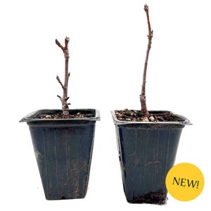 May include: Two small saplings in black plastic pots. The saplings have thin, brown stems with tiny buds at the top. The pots are square-shaped and filled with soil. A yellow circle with the word "NEW!" is in the bottom right corner.