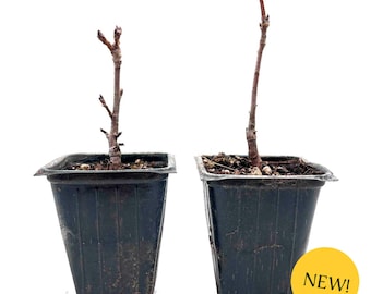 Gambel Oak Saplings (Quercus gambelii) | Cold-Hardy Deciduous Oak Tree with Glossy Green Foliage and Golden Fall Color for Shade & Accents