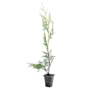 May include: A young evergreen tree in a black plastic pot. The tree has vibrant green foliage and a slender trunk. The plant is set against a clean white background, highlighting its fresh appearance. Ideal for gardening and landscaping projects.