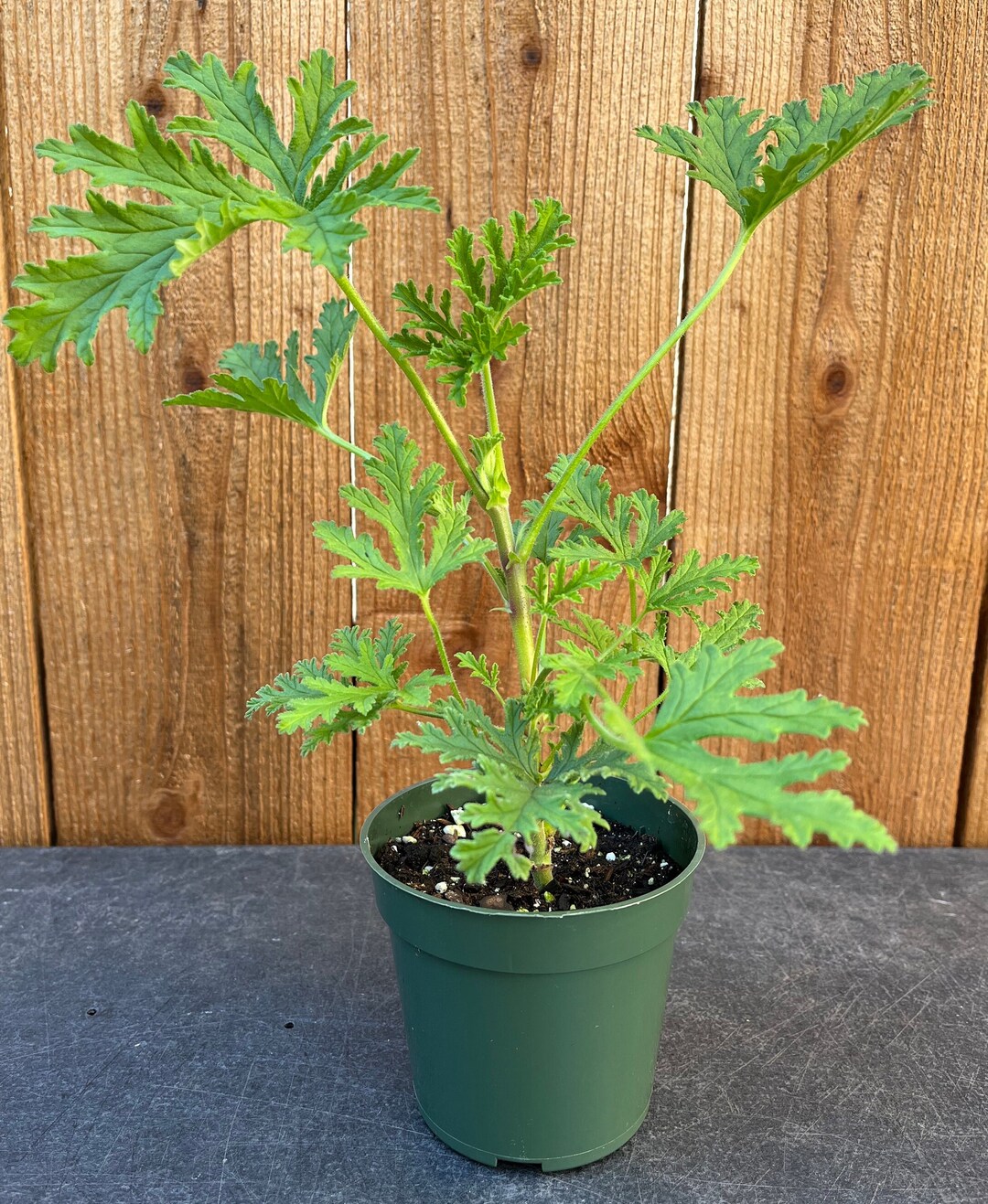 Citronella Scented Geranium Mosquito Plant Etsy