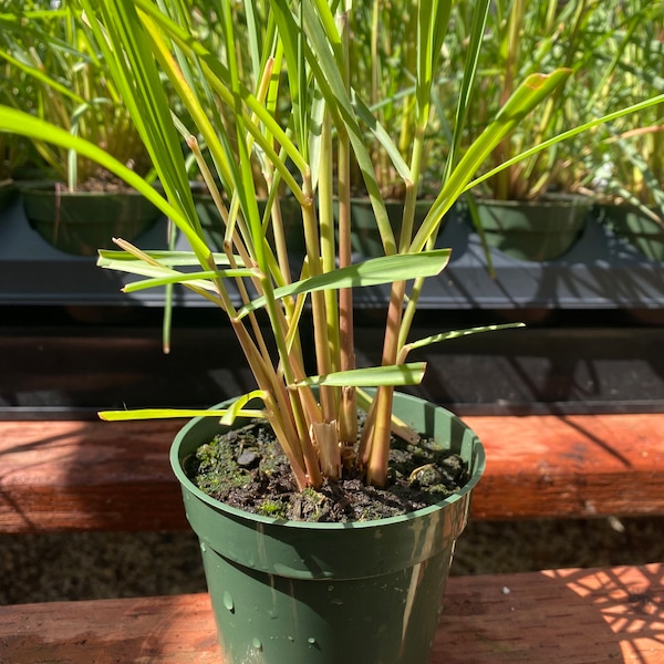 Citronella Grass, Cymbopogon Nardus, 4" Premium Nursery Pot, The Real Citronella Grass