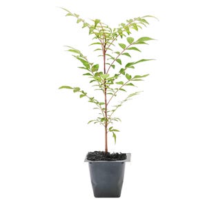 Chinese Pistache Tree | Live Saplings in 2.5-inch Nursery Cubes | Pistacia Chinensis Variety | Drought-Tolerant Deciduous Shade Canopy