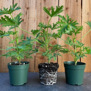 3 Citronella Plants, Mosquito Plants, Hardened Off and Thriving Inside a 4” Nursery Pot