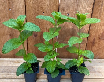 3 Spearmint Plants, 2.5" Nursery Cubes, Sweet Mint, Fragrant Herb