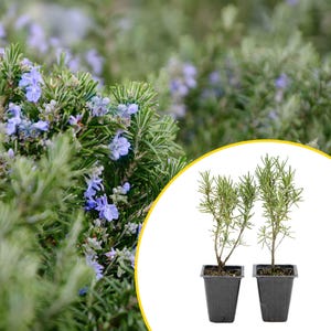 2 Tuscan Blue Rosemary Plants in Cubes, Aromatic Evergreen Culinary Herb with Upright Growth for Cooking, Gardens & Pots (Salvia rosmarinus)