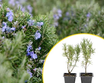 2 Tuscan Blue Rosemary Plants in Cubes, Aromatic Evergreen Culinary Herb with Upright Growth for Cooking, Gardens & Pots (Salvia rosmarinus)