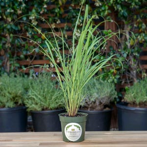 May include: A potted lemongrass plant with long, slender, green leaves. The plant is in a dark green pot with a white label that reads "Citronella King". The background includes other potted plants and a wooden trellis.