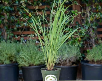 1 Lemongrass, Live Plants in 4" Nursery Pots, Cymbopogon Citratus, West Indian Lemon Grass, Minimum 8 Main Stalks Per Plant, Fully Rooted