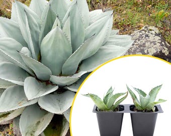 Agave Parryi Truncata 'orizaba' - アガベ パリー トランカタ
