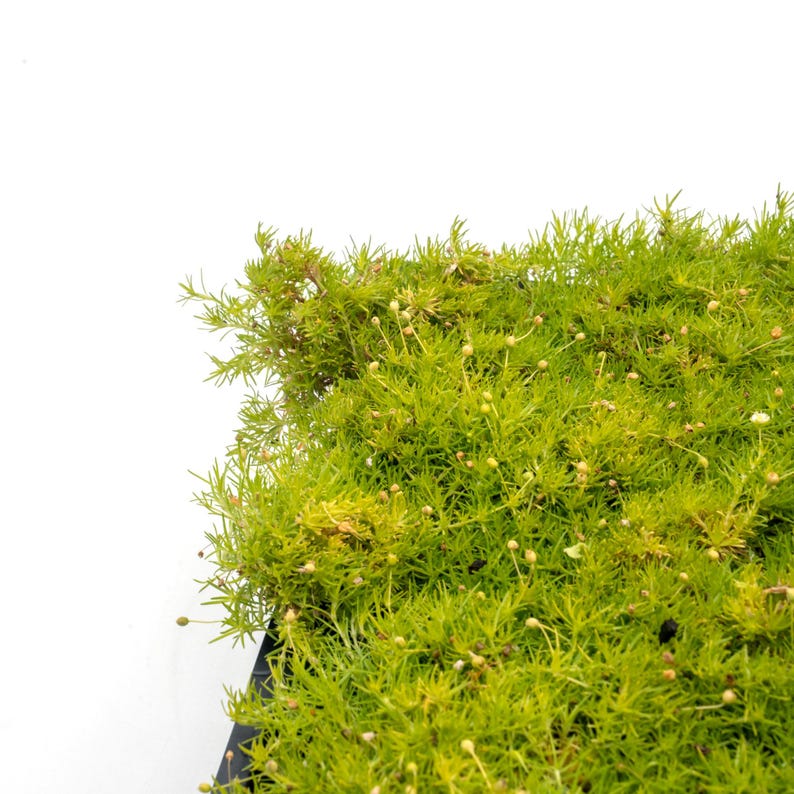 May include: Close-up of a vibrant green plant with delicate, needle-like leaves. The plant has small, round buds and a slightly yellow hue in some areas. The background is plain white, highlighting the plant's texture and color.