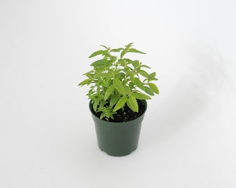 Lemon Verbena, Aloysia citriodora, Live Plants, Fully Rooted and Thriving Inside a 4" Premium Nursery Pot