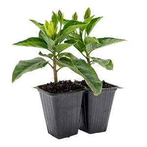 May include: Two small potted plants with vibrant green leaves and unopened buds. The plants are in black square plastic pots, set against a clean white background. The plants appear healthy and ready for transplanting.