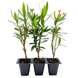 Petite Salmon Oleander (Nerium oleander 'Petite Salmon') Dwarf Evergreen Shrub with Salmon-Pink Blooms and Compact Habit for Pots & Borders