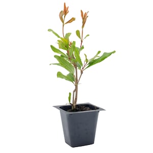 May include: A small pomegranate tree sapling with green leaves and red buds growing in a black plastic pot.