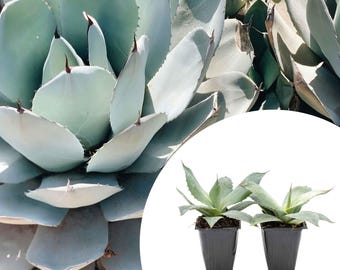 Agave Utahensis V. Eborispina - 5gal. Size (shipped Bare Root) - Etsy