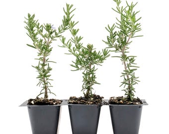 Creeping Rosemary (Rosmarinus officinalis) | Trailing Evergreen Herb Plant with Fragrant Foliage | Ideal for Groundcover, Gardens & Cooking