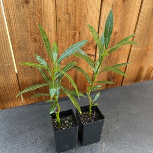 Pink Oleander, Hardy Pink, Nerium Oleander, 2.5" Nursery Cubes