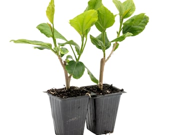 White Wing Hibiscus (Hibiscus rosa-sinensis 'White Wings') | Tropical Evergreen Shrub with White-Red Blooms | Ideal for Patios & Landscapes