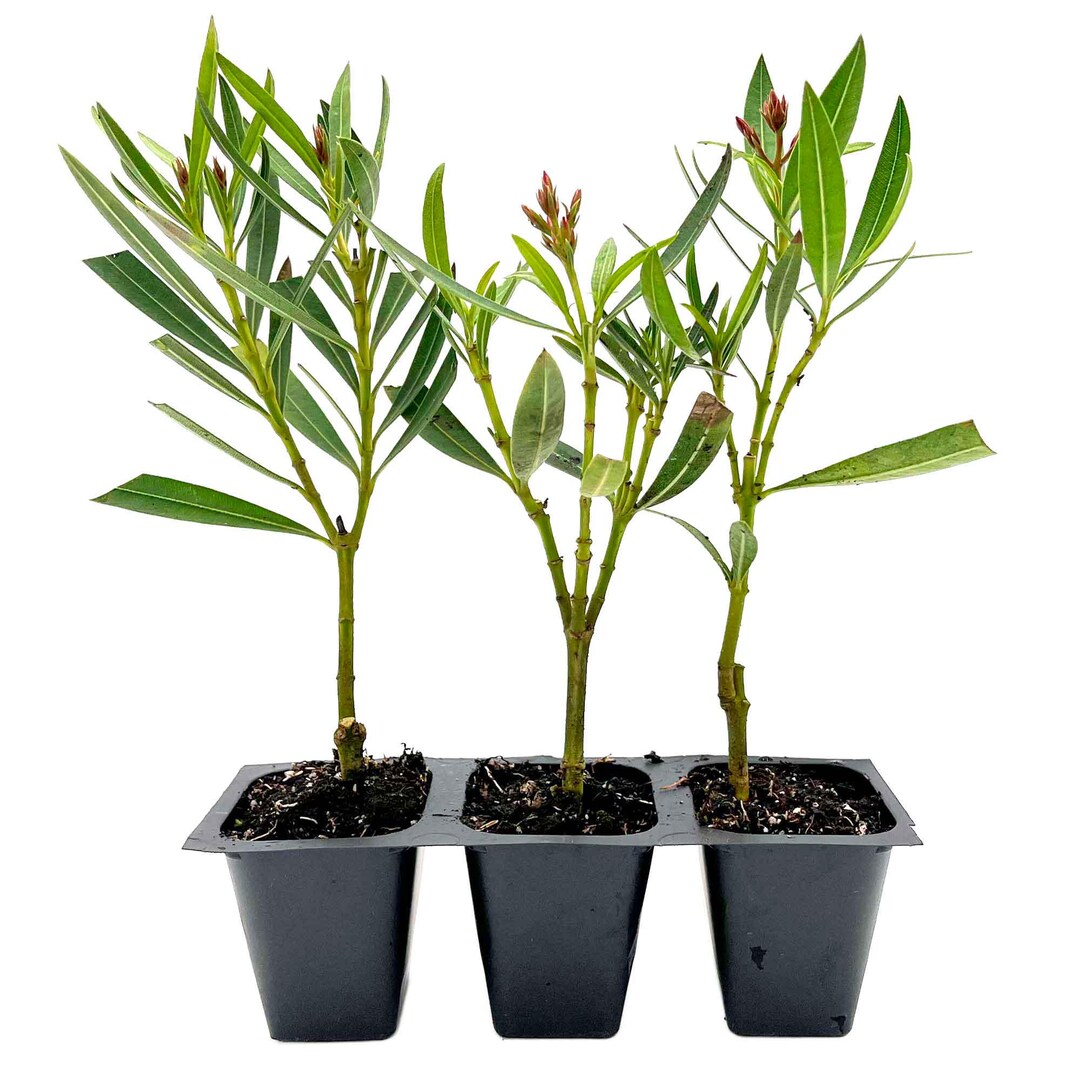 Petite Pink Oleander (nerium Oleander 'petite Pink') Dwarf Evergreen ...