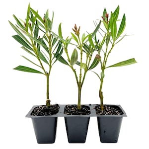 May include: Three young oleander plants in a black plastic tray. The plants have long, green leaves and small, reddish buds. The tray is divided into three sections, each holding a plant with dark soil.