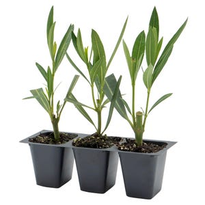 May include: Three small green plants in black plastic pots. The pots are in a single tray with three compartments.