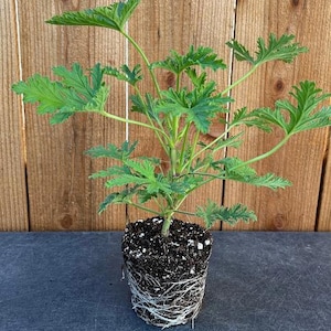 1 Citronella, Live Mosquito Plants, Hardened Off and Thriving Inside a 4” Nursery Pot