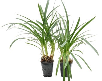 Peter Pan Agapanthus (Agapanthus africanus 'Peter Pan') | Compact Dwarf Perennial with Blue Flowers | Perfect for Borders, Pots & Gardens