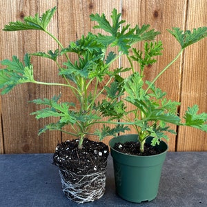 2 Citronella Plants, Mosquito Plants, Hardened Off and Thriving Inside a 4” Nursery Pot