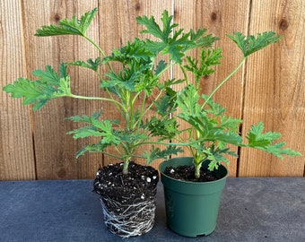 2 Citronella Plants, Mosquito Plants, Hardened Off and Thriving Inside a 4” Nursery Pot