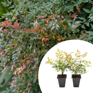Gulf Stream Heavenly Bamboo Plants in 3.5” Cubes | Ornamental Red-Tipped Evergreen Shrub for Landscaping & Borders (Nandina domestica)