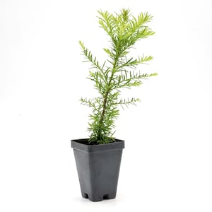Coastal Redwood Saplings (Sequoia sempervirens) Fast-Growing Evergreen Conifer Tree with Tall Columnar Form, Feathery Foliage for Landscapes