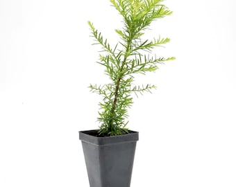 Coastal Redwood Saplings (Sequoia sempervirens) Fast-Growing Evergreen Conifer Tree with Tall Columnar Form, Feathery Foliage for Landscapes