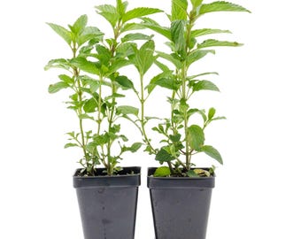 Peppermint (Mentha × piperita) | Intensely Refreshing Herb with Strong Menthol Aroma | Cooling Culinary Plant for Tea, Cooking & Gardens