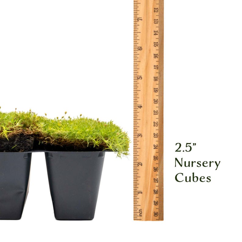 May include: A close-up of a nursery cube filled with vibrant green moss. The cube is approximately 2.5 inches in height, as indicated by the ruler. The text "2.5" Nursery Cubes" is visible in the image.