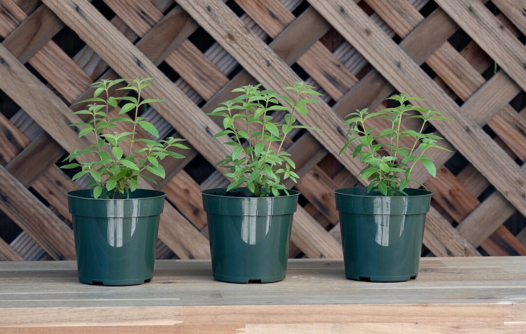 3 Lemon Verbena Plants, Aloysia Citriodora, Live Plants, Fully Rooted