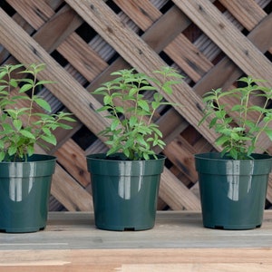 3 Lemon Verbena Plants, Aloysia citriodora, Live Plants, Fully rooted and Thriving Inside 4" Premium Nursery Pots