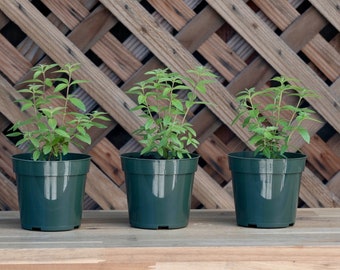 3 Lemon Verbena Plants, Aloysia citriodora, Live Plants, Fully rooted and Thriving Inside 4" Premium Nursery Pots