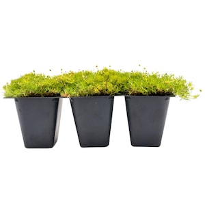 May include: A tray of three black plastic pots filled with vibrant green moss. The moss is lush and dense, with a slightly textured appearance. The pots are rectangular with a trapezoidal shape, and are set against a white background.