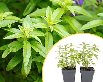 2 Lemon Verbena Plants in Cubes | Aromatic Perennial Culinary Herb with Lemon-Scented Foliage for Teas, Pots & Gardens (Aloysia citrodora)