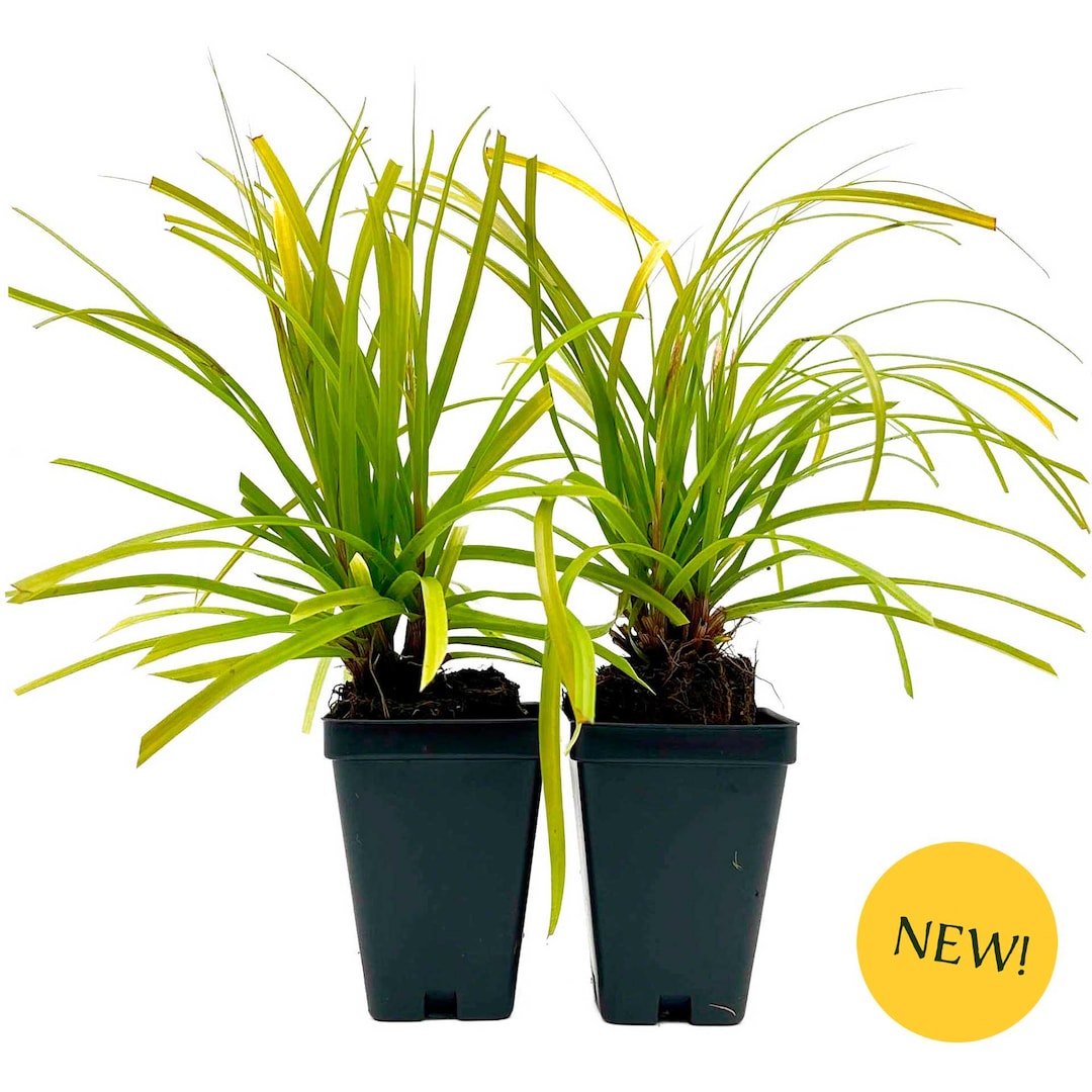 everillo-sedge-grass-evergreen-clumping-grass-with-arching-foliage