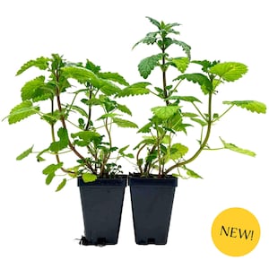 May include: Two potted lemon balm plants with vibrant green leaves and reddish-brown stems. The plants are in square black pots, set against a white background. A yellow circle with the word "NEW!" is in the lower right corner.