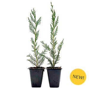May include: Two young evergreen trees in black square pots. The trees have green, feathery foliage and are set against a white background. A yellow circle with the word "NEW!" is in the lower right corner.
