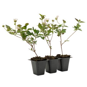 Trailing White Lantana, Live Plants (Lantana Montevidensis) – Vibrant Flowers, Thriving in 2.5&quot; Nursery Cubes