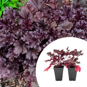 Purple Petticoats Coral Bells in 3.5” Cubes | Live Purple Ruffled Perennial Shade Plant for Borders & Pots (Heuchera 'Purple Petticoats')
