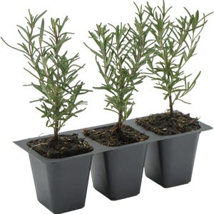 Tuscan Blue Rosemary, Live Plants – Rosmarinus Officinalis –  Easy-Care Fragrant Herb in 2.5” Nursery Pot – Great for Cooking & Aromatherapy
