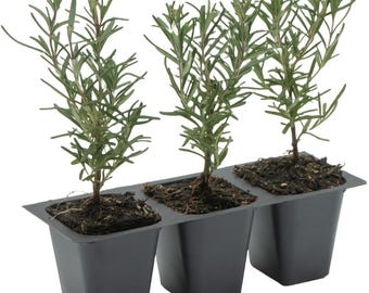 Tuscan Blue Rosemary (Rosmarinus officinalis 'Tuscan Blue') | Upright, Aromatic Evergreen Herb | Culinary Plant for Gardens & Cooking