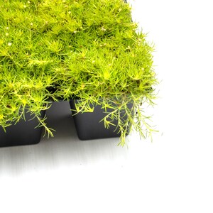 May include: Close-up of a tray of bright green plants with small white flowers. The plants are in black square pots. The image is set against a white background.