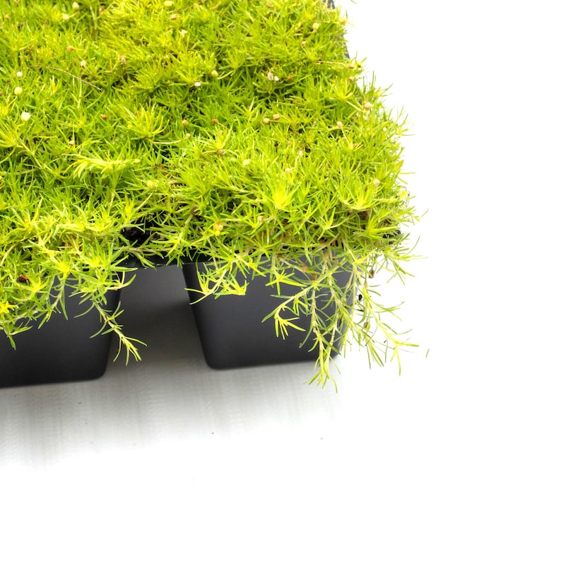 May include: Close-up of a tray of bright green plants with small white flowers. The plants are in black square pots. The image is set against a white background.