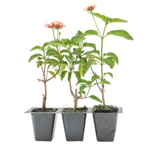 Lantana Confetti, Live Plants in 2.5 Inch Nursery Cubes, Ready to Plant and Easy to Grow, Pollinator Friendly Pink & Yellow Blooms